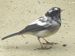 Leucustic Junco